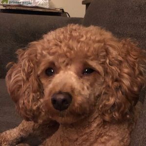 Meet your Posher, Barb